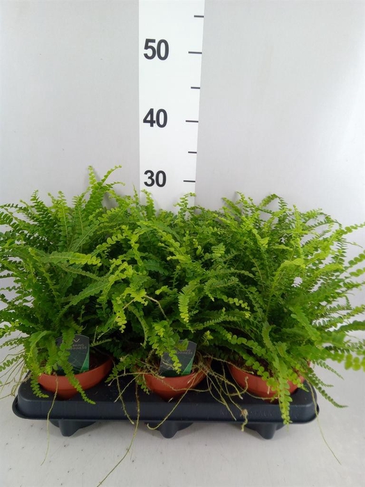 <h4>Nephrolepis cord. 'Duffii'</h4>