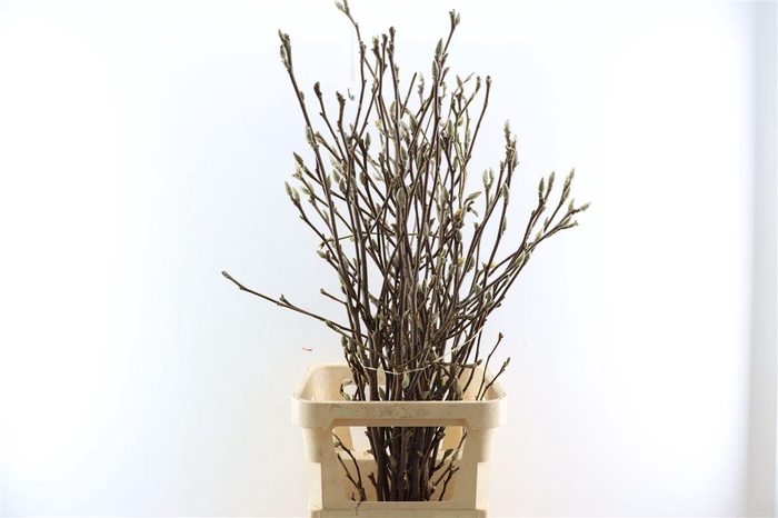 Magnolia Extra P Stem 100cm X10