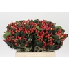 Hypericum True Romance