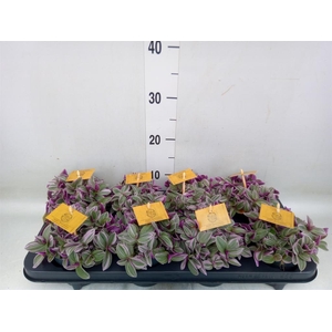 Tradescantia cerinth. 'Sweetness'