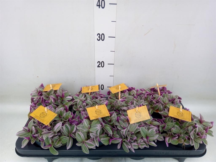 <h4>Tradescantia cerinth. 'Sweetness'</h4>