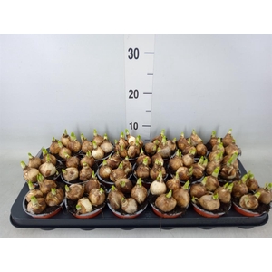 Narcissus  'Tete a tete'