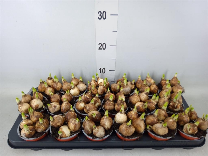 <h4>Narcissus  'Tete a tete'</h4>