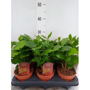 Coffea arabica