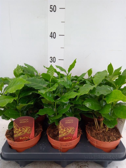 <h4>Coffea arabica</h4>