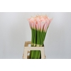 Zantedeschia Eydolls Salmon