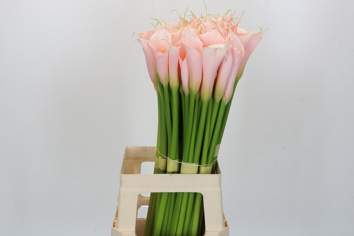 Zantedeschia Eydolls Salmon