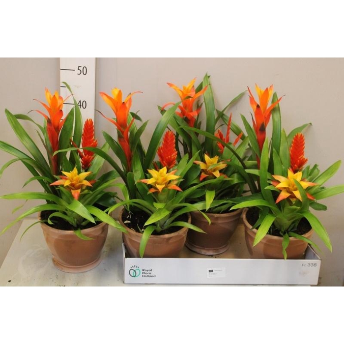 <h4>BROMELIA GEM</h4>