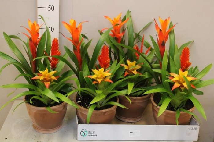 BROMELIA GEM