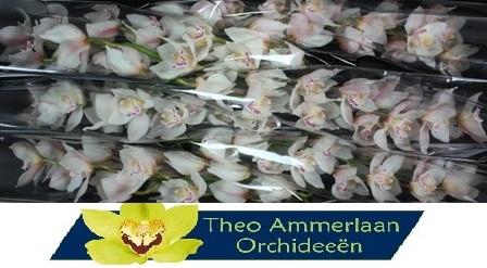 <h4>Steffie 80 x8</h4>