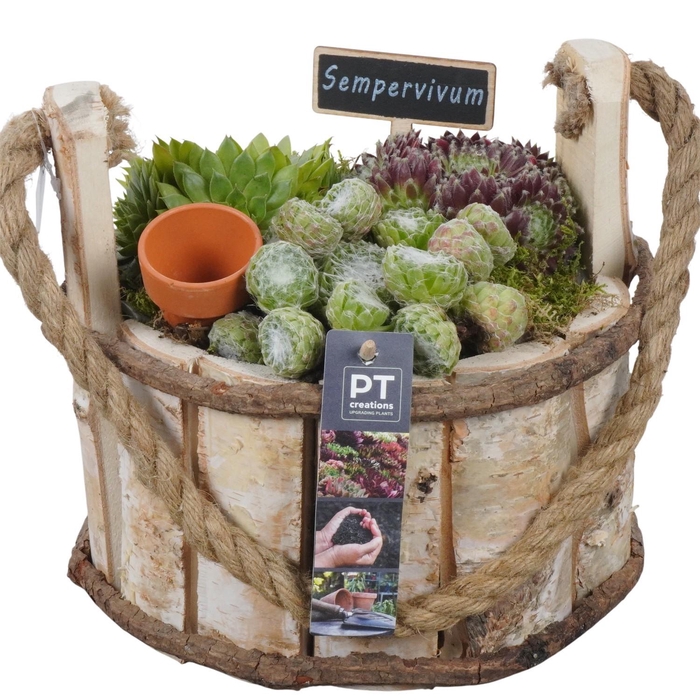 <h4>PTS7448 Arrangement Sempervivum in houten pot</h4>