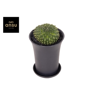 Gymno Cactus 'Spineless' Worm XL