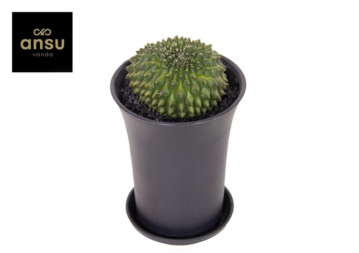 <h4>Gymno Cactus 'Spineless' Worm XL</h4>