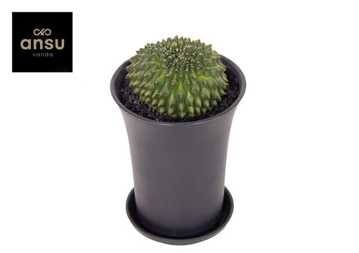 <h4>Gymno Cactus 'Spineless' Worm XL</h4>