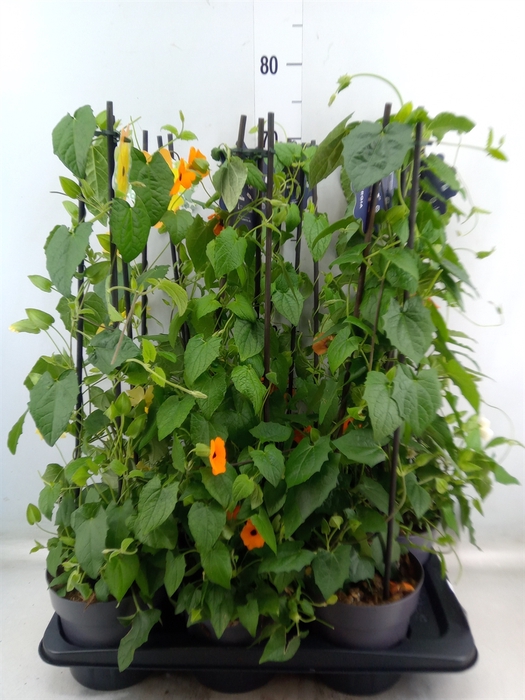 <h4>Thunbergia alata</h4>