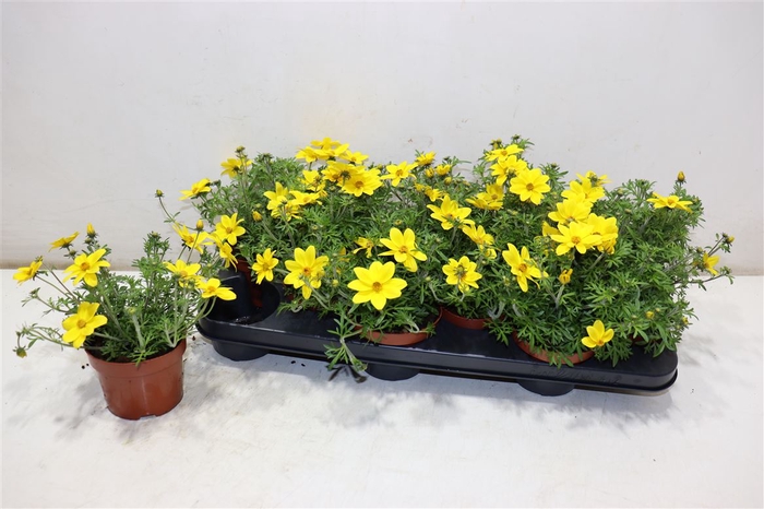<h4>Bid Yellow Charm</h4>