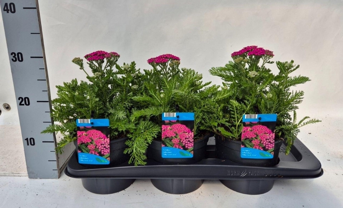 <h4>Achillea millefolium</h4>