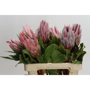 PROTEA CYNAROIDES
