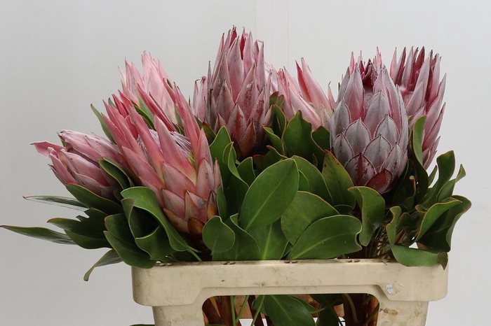 <h4>PROTEA CYNAROIDES</h4>