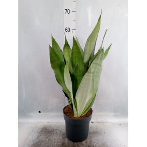 Sansevieria trifa. 'Moonshine'