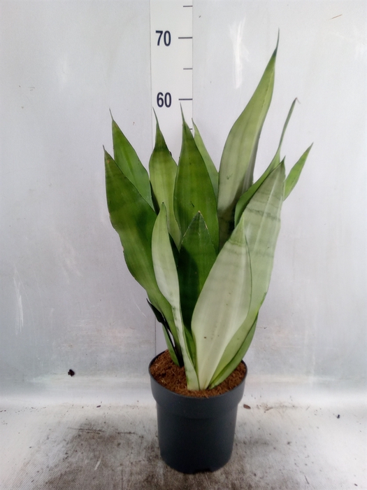 Sansevieria trifa. 'Moonshine'