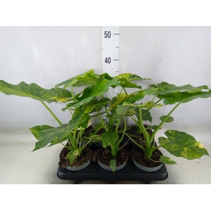 Alocasia   ...