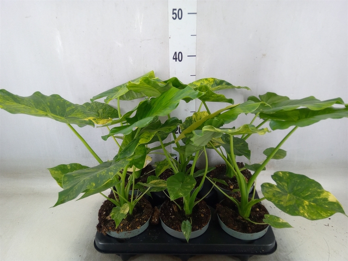 <h4>Alocasia   ...</h4>
