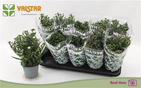 <h4>Aste Starl Gem</h4>