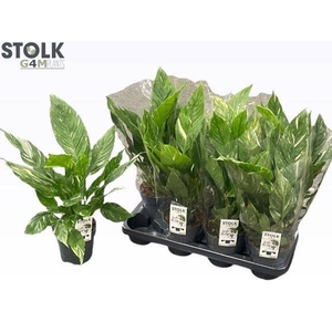 Spathiphyllum Diamond 14Ø 50cm