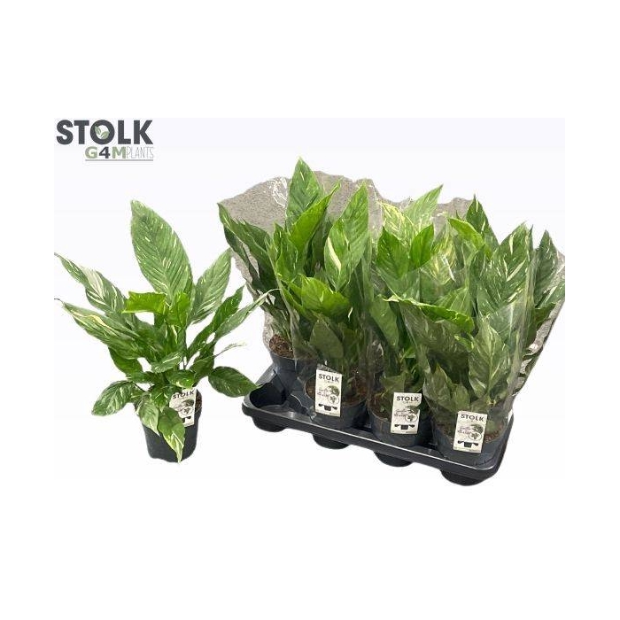 <h4>Spathiphyllum Diamond 14Ø 50cm</h4>