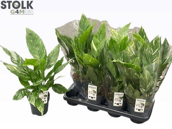 Spathiphyllum Diamond 14Ø 50cm