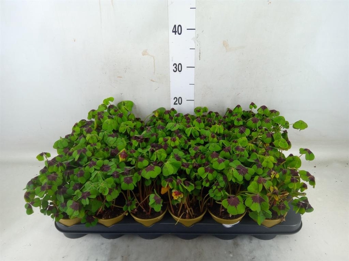 <h4>Oxalis deppei</h4>