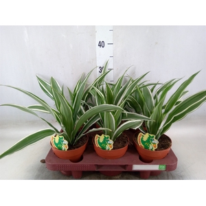 Dracaena fr de 'White Stripe'