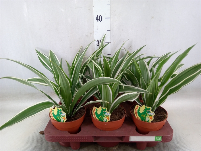 <h4>Dracaena fr de 'White Stripe'</h4>