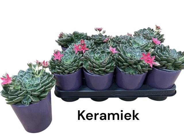 <h4>GRAPTO BELLUM</h4>