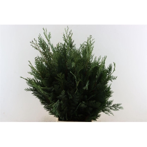 Chamaecyparis Law Bl De Luxe Bio