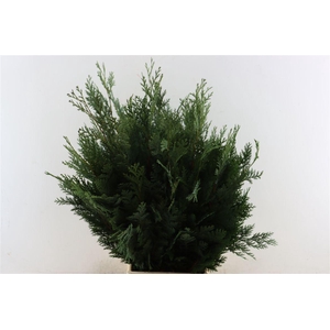 Chamaecyparis Law Bl De Luxe