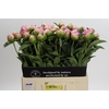 Paeonia Jacorma