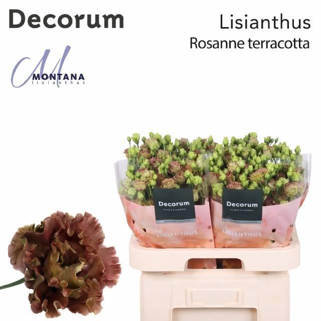 <h4>EUS G ROSAN TERRACOT</h4>