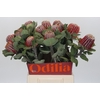 Banksia Coccinea