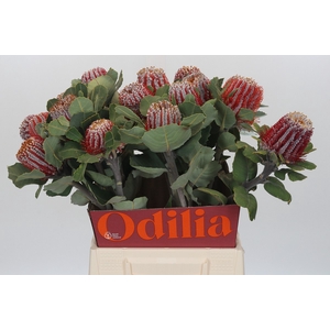 Banksia Coccinea