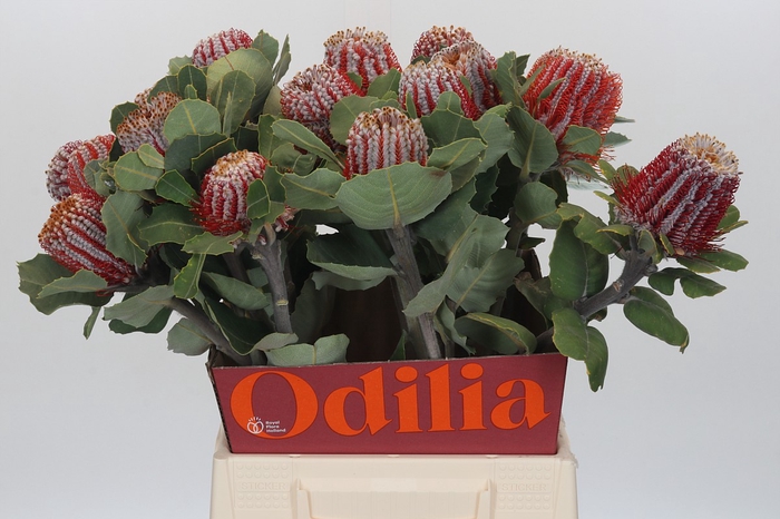 <h4>Banksia Coccinea</h4>