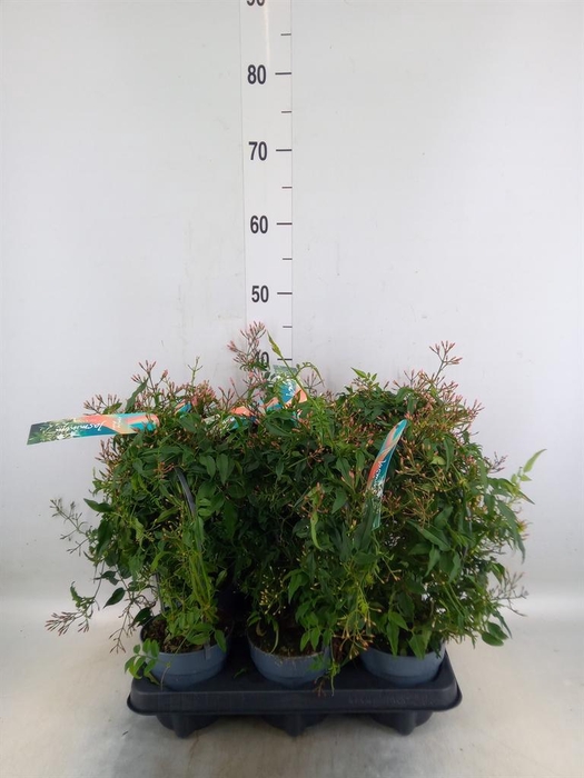 <h4>Jasminum polyanthum</h4>