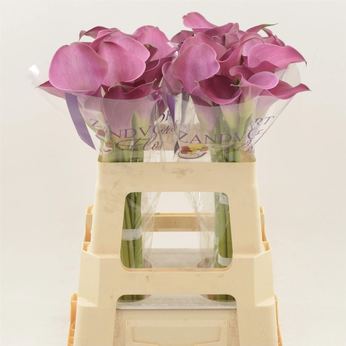 <h4>ZANT FANTASIA</h4>