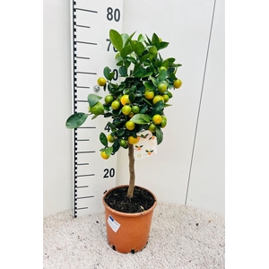 Citrus Calamondin on stem