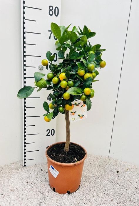 <h4>Citrus Calamondin on stem</h4>