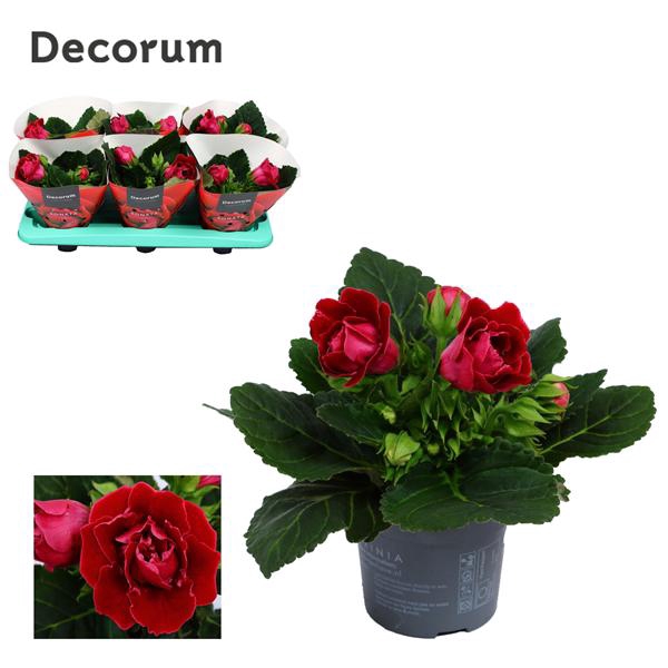 <h4>Gloxinia Sonata Red</h4>