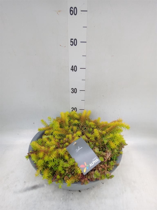 <h4>Sedum   ...mix</h4>