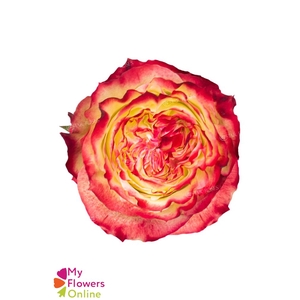 R Gr Apple Jack Bicolor 60cm EC