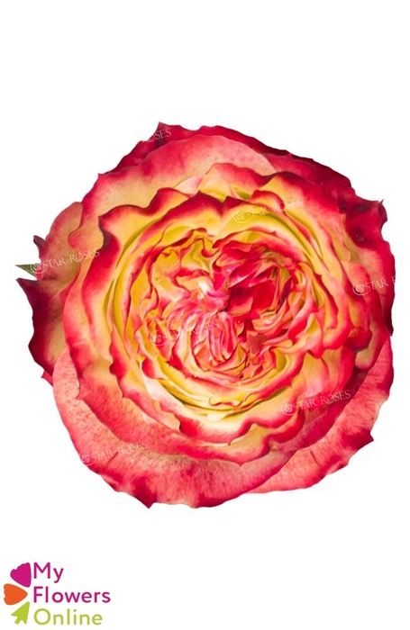<h4>R Gr Apple Jack Bicolor 60cm EC</h4>